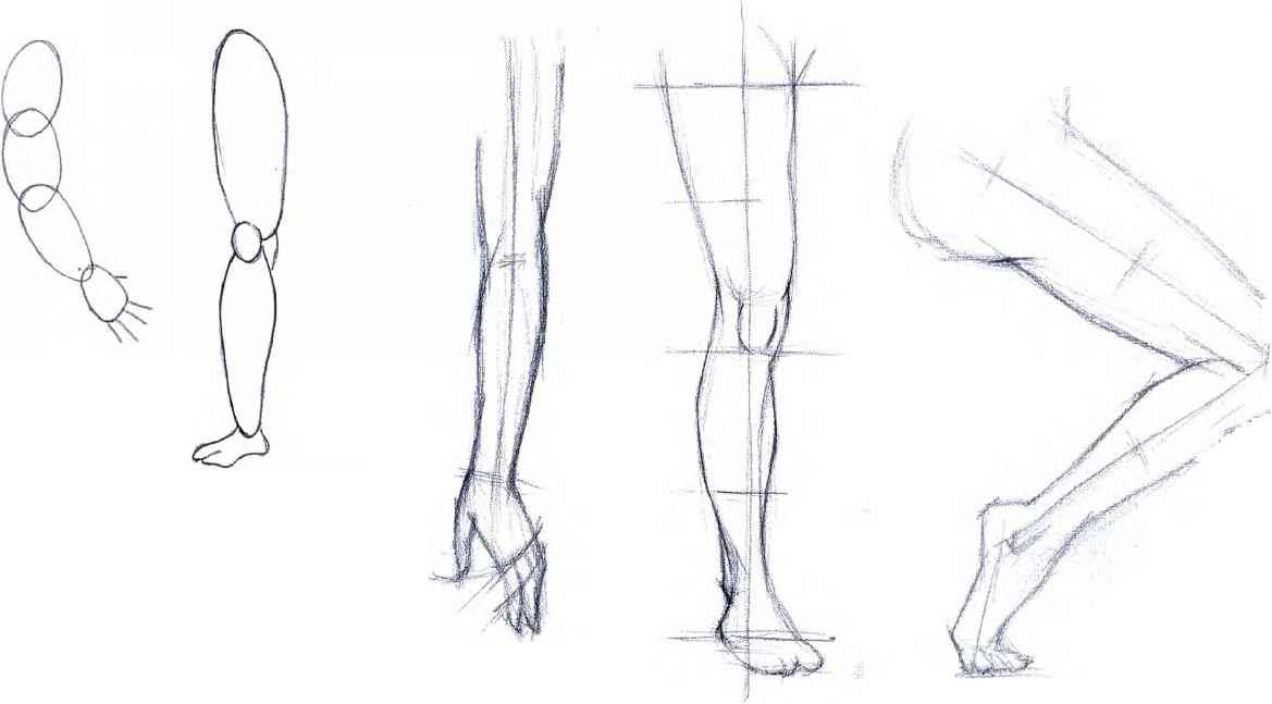 1169x647 The Female Torso - Human Body Sketch