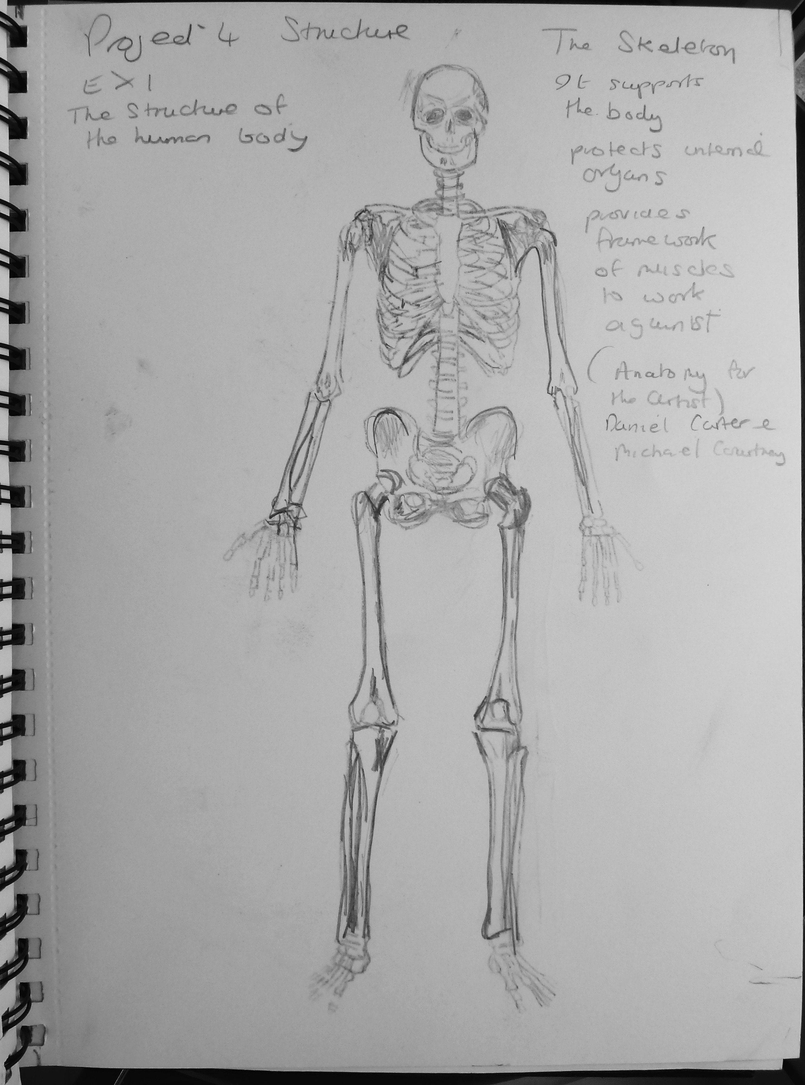 2654x3577 Drawing 1, Part 4, Project 4 Structure, - Human Body Structure Sketch