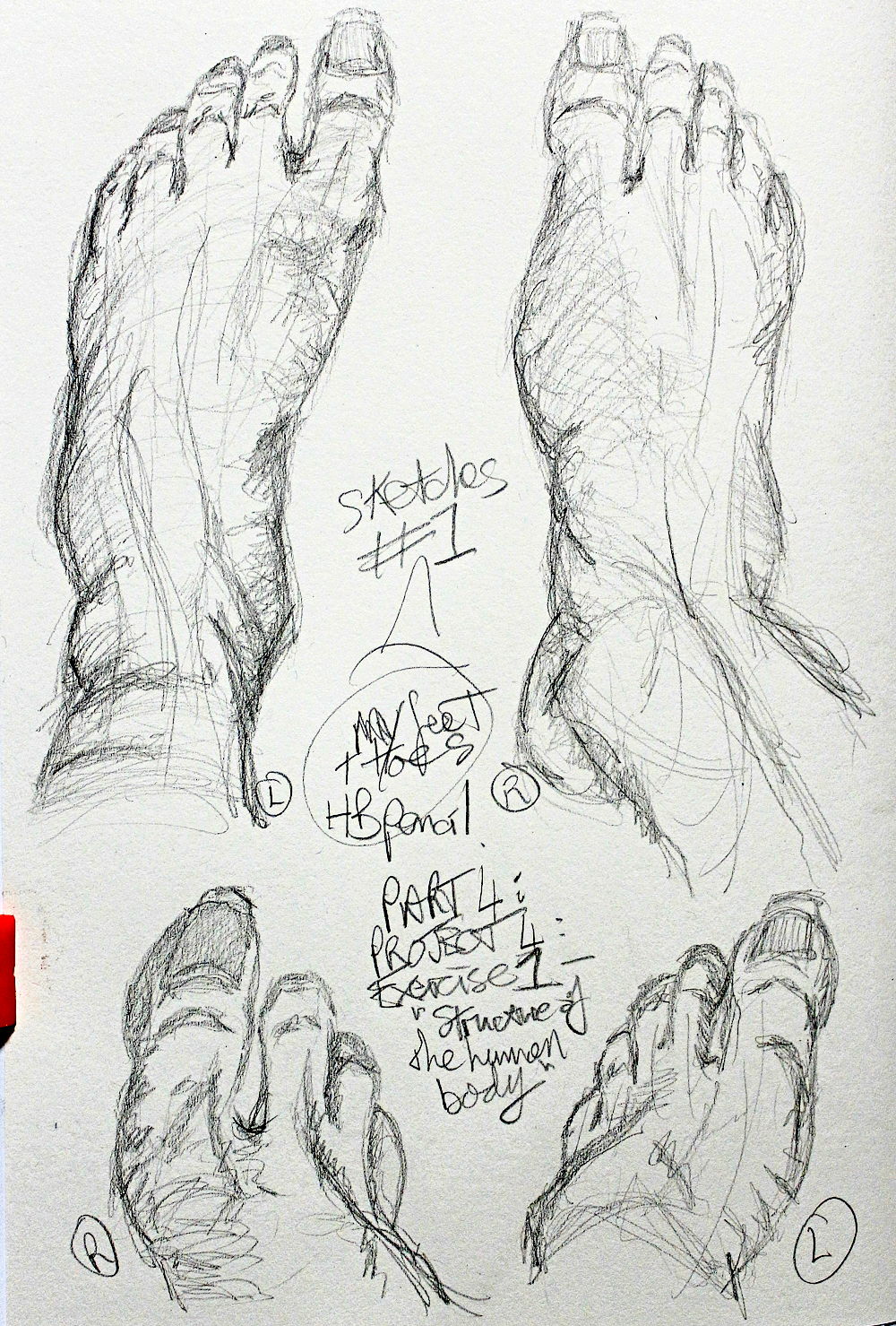 1000x1479 Part 4 Project 4 Exercise 1 The Structure Of The Human Body - Human Body Structure Sketch