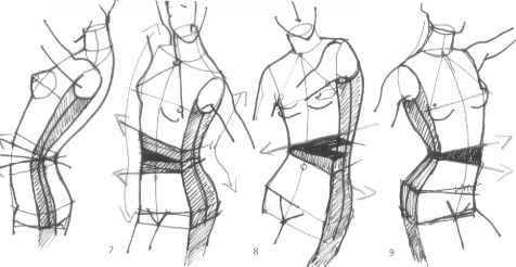 476x246 The Upper Body - Human Body Structure Sketch