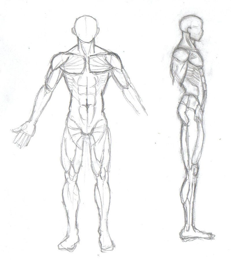 800x912 Art Study - Human Body Structure Sketch