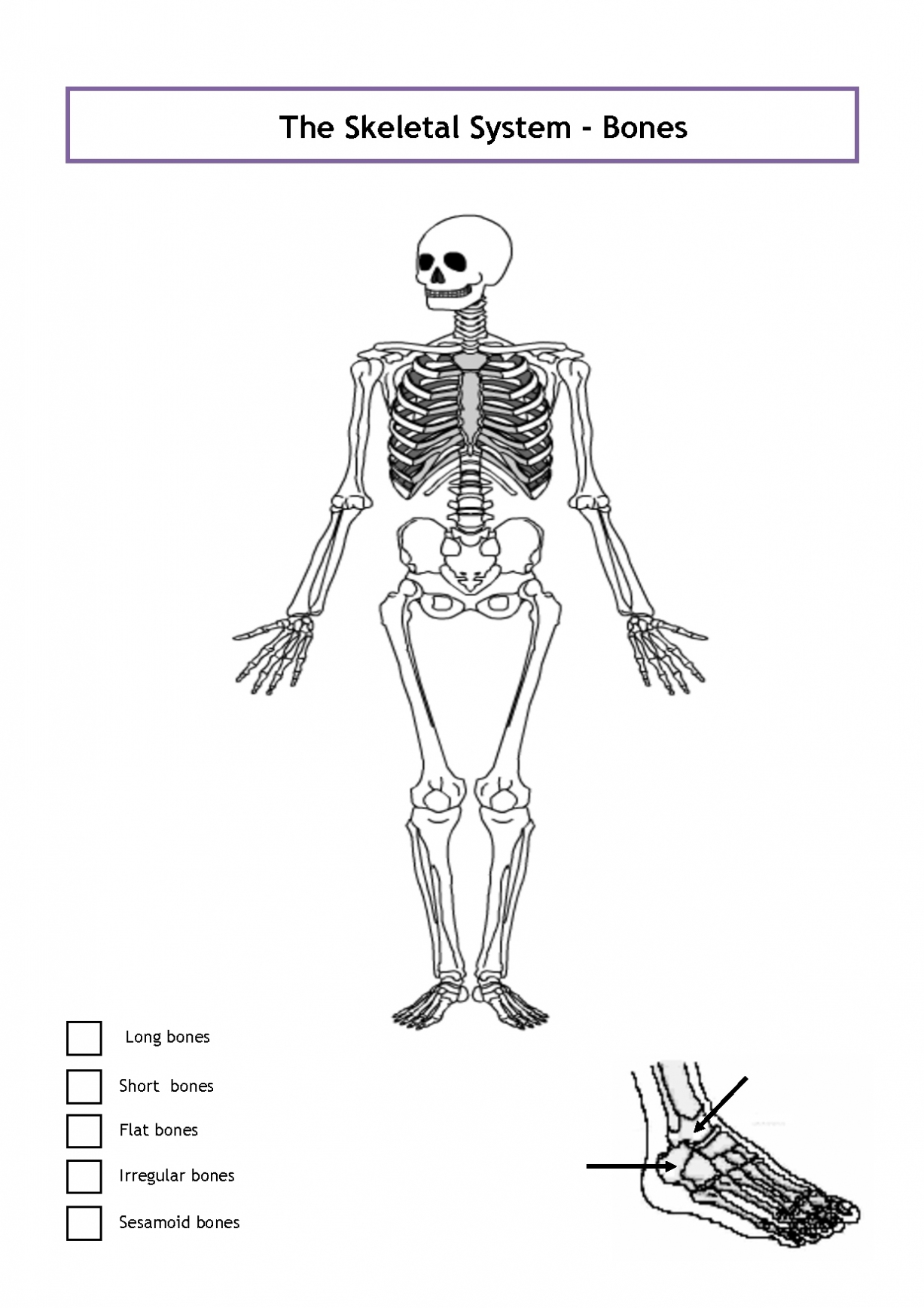 1227x1736 Diagram Of The Skeletal System Exelent Human Bone Structure - Human Bones Sketch