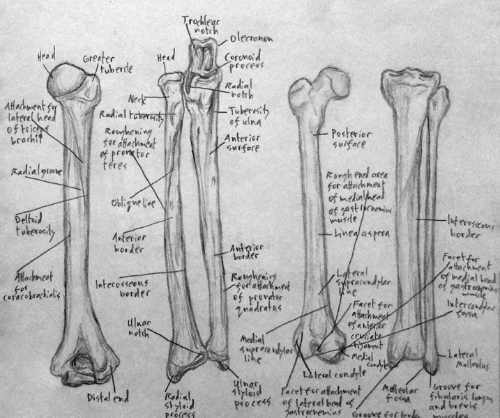 717x600 Human Bones Ii By Cadenreid - Human Bones Sketch
