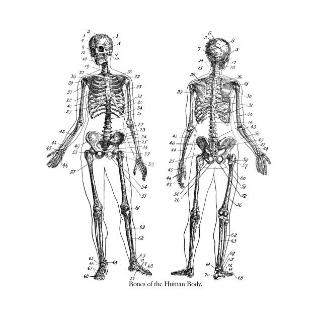 630x630 Human Skeleton - Human Bones Sketch