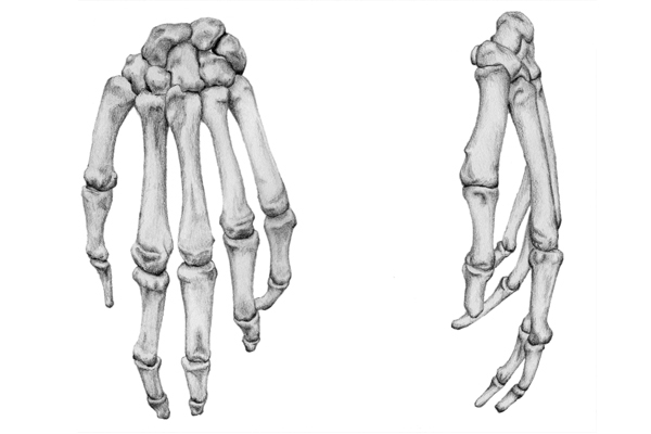 600x400 Human Skeleton On Behance - Human Bones Sketch