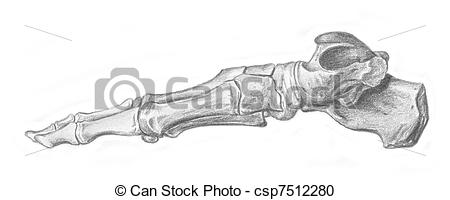 450x200 Human Anatomy - Human Bones Sketch