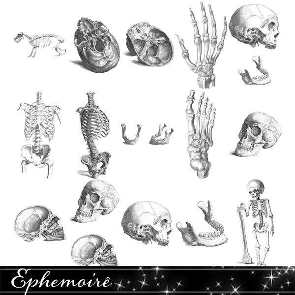 600x600 Human And Animal Bone Digital Image Collection - Human Bones Sketch