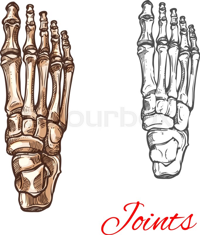 682x800 Human Foot Bones And Joints Skeleton Vector Sketch Body Anatomy - Human Bones Sketch