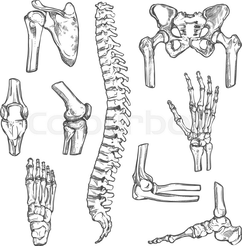 788x800 Human Joints And Body Parts Bones Sketch Icons. Vector Isolated - Human Bones Sketch