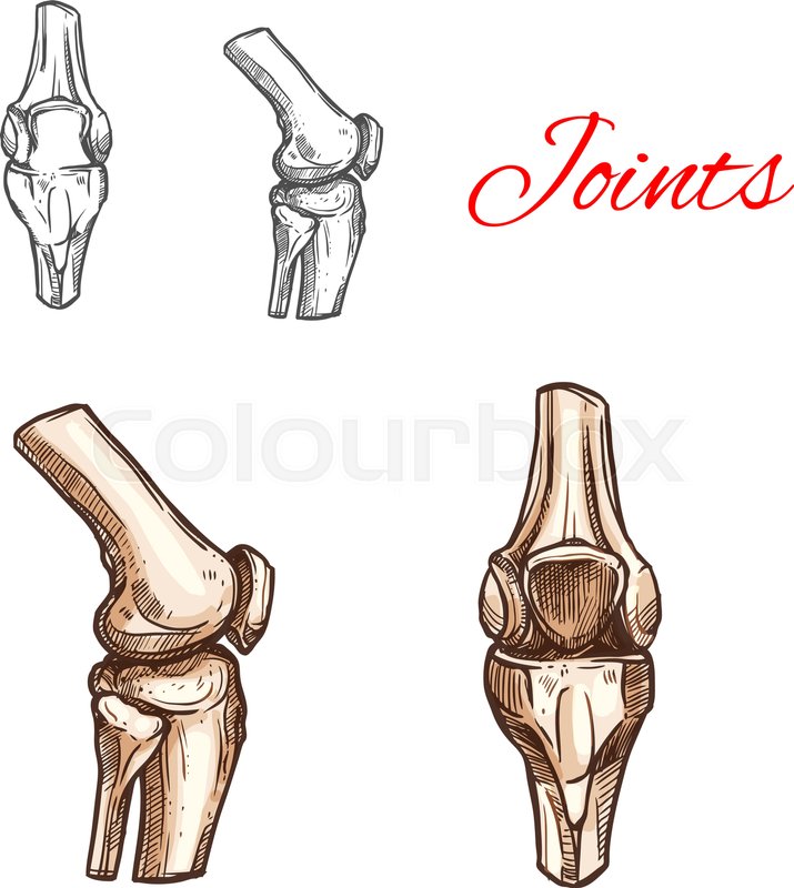 715x800 Human Knee Or Elbow Bones And Joints Vector Sketch Icon Of Body - Human Bones Sketch