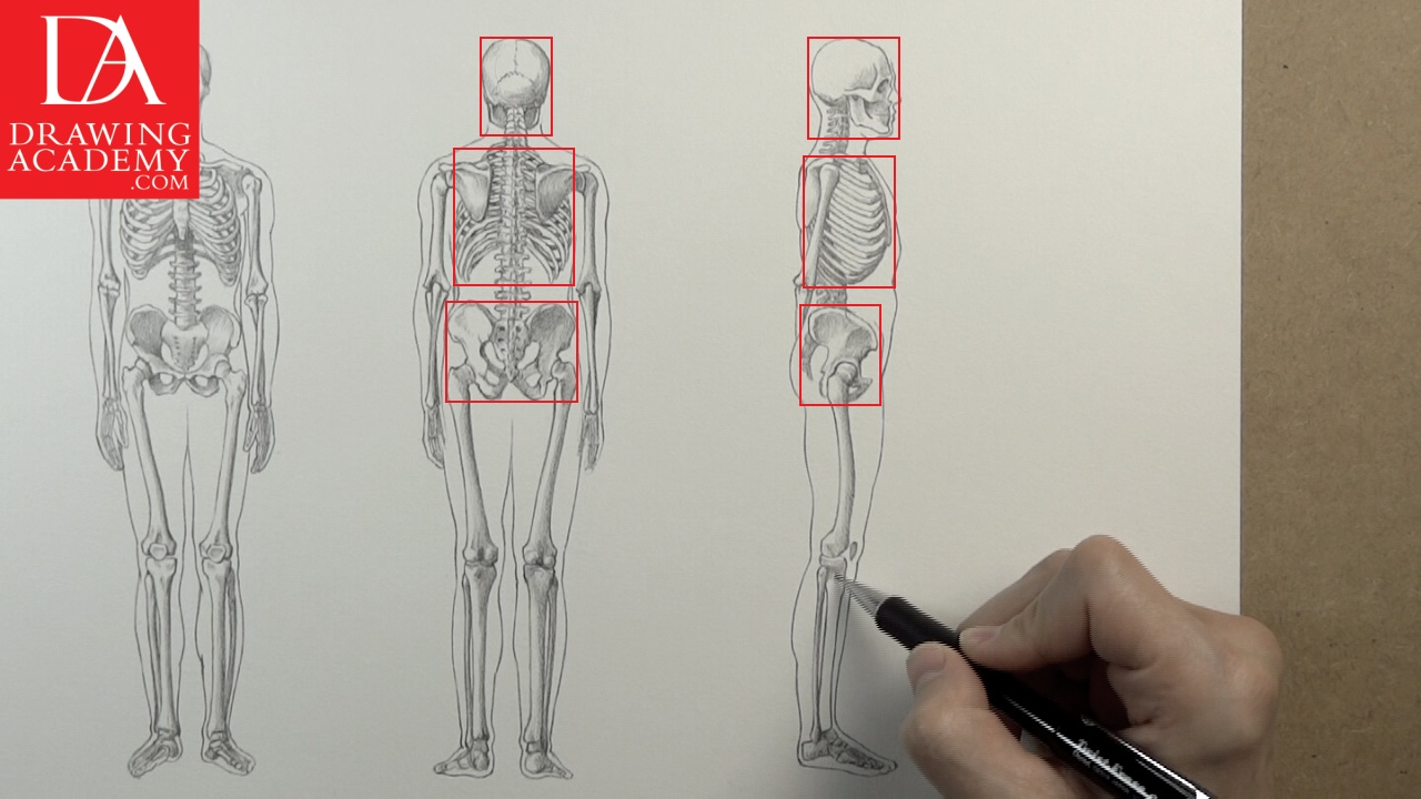 1280x720 Skeleton Bones - Human Bones Sketch