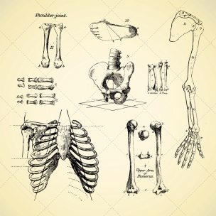 304x304 Sketch Anatomy Human Bone Vectors - Human Bones Sketch