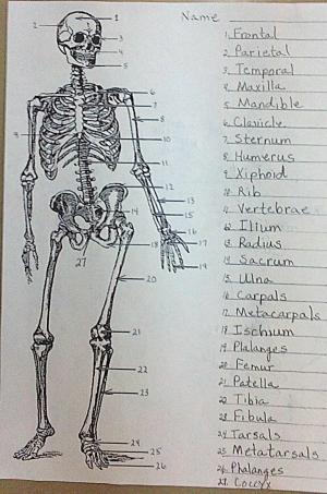 300x453 Smithville Public School - Human Bones Sketch