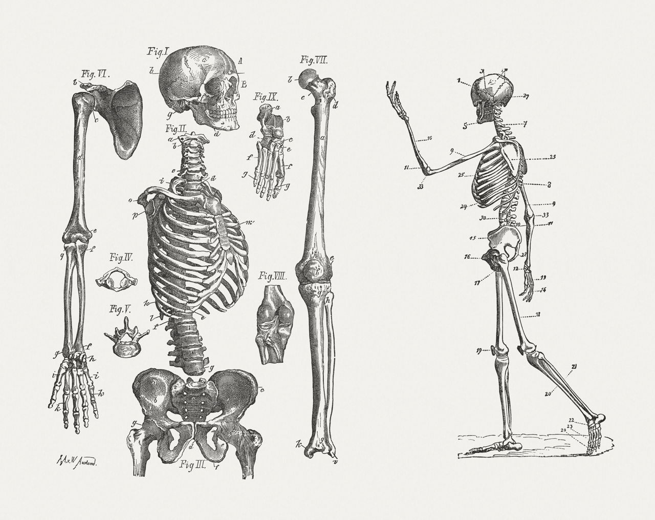 Меньше кости. Скелет человека. Скелет человека со всех сторон. Скелет по костям. Скелет схематично.