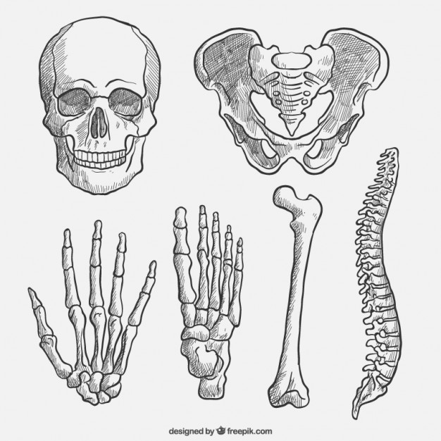 626x626 Bone Vectors, Photos And Psd Files Free Download - Human Bones Sketch