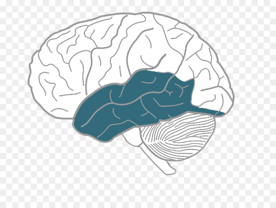 900x680 Download Human Brain Drawing Sketch On The Brain - Human Brain Sketch