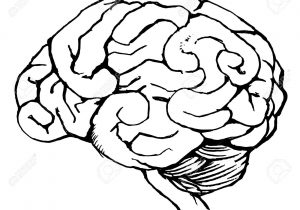 300x210 Drawing Of Human Brain Side View Line Drawing Human Brain Stock - Human Brain Sketch