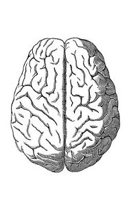 188x300 Framed Print - Human Brain Sketch