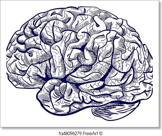 Human Brain Sketch at PaintingValley.com | Explore collection of Human ...