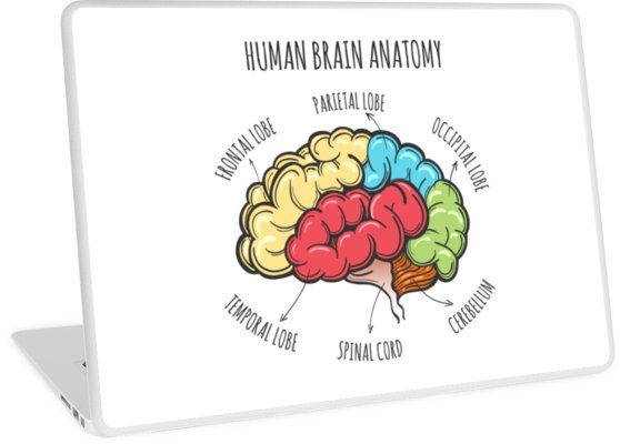 558x400 Human Brain Anatomy Sketch Laptop Skins By Devaleta Redbubble - Human Brain Sketch