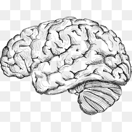 260x260 Human Brain Png, Vectors, Psd, And Clipart For Free Download Pngtree - Human Brain Sketch
