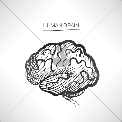 500x500 Human Brain Sign Isolated. Internal Organ Anatomy. Medica... Gl - Human Brain Sketch