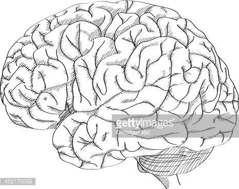 465x368 Human Brain Vector Outline Sketched Premium Clipart - Human Brain Sketch