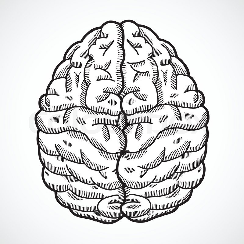 800x800 Human Brain Cortex Top View Sketch Isolated On White Background - Human Brain Sketch
