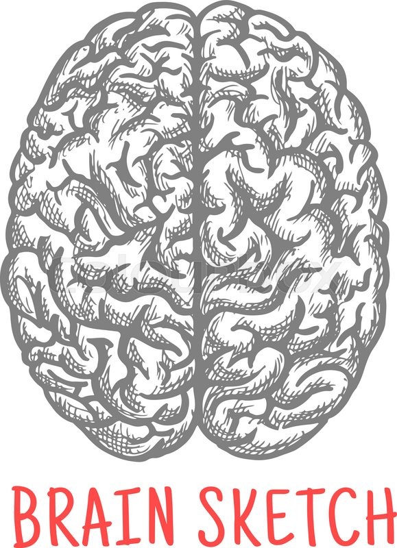 579x800 Sketch Of Human Brain For Medicine, Anatomy Or Creative Thinking - Human Brain Sketch