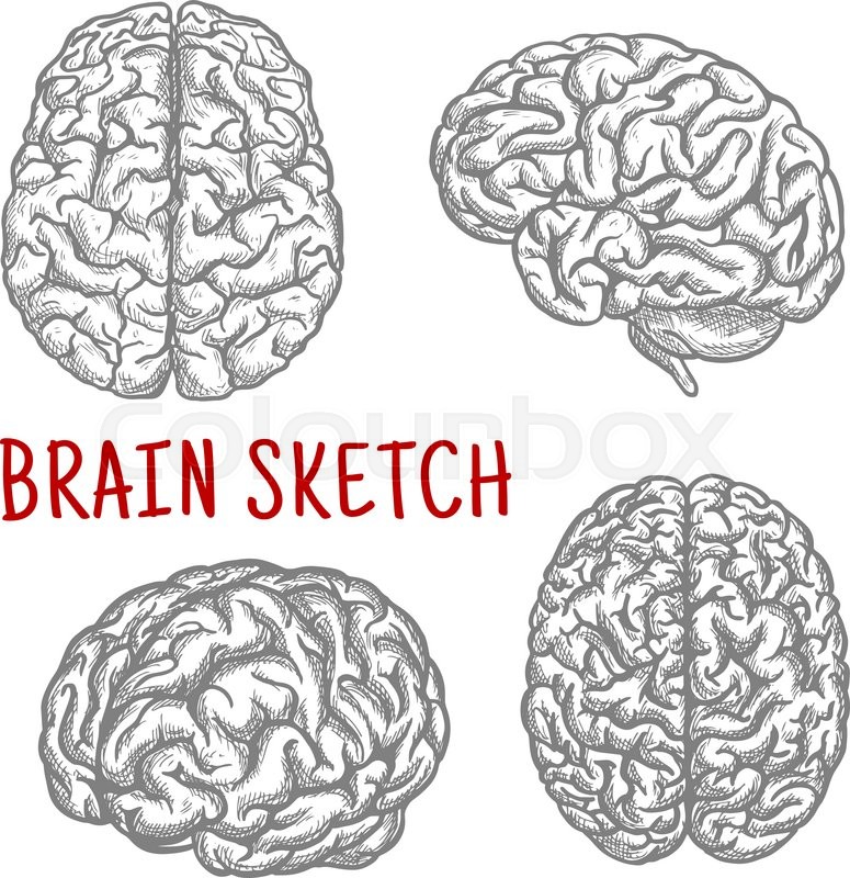 775x800 Brain Sketch Symbols With Engraving Illustrations Of Anatomically - Human Brain Sketch