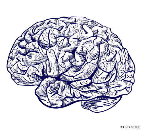 500x457 Brain Sketch. Vector Blue Hand Drawn Human Brain. - Human Brain Sketch
