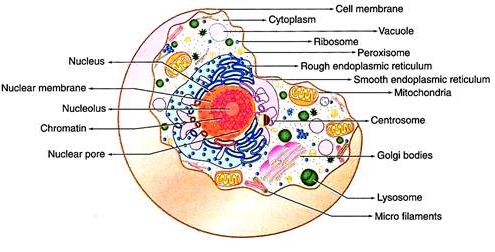 495x252 Cell Structure And Functions (With Diagram) - Human Cell Sketch