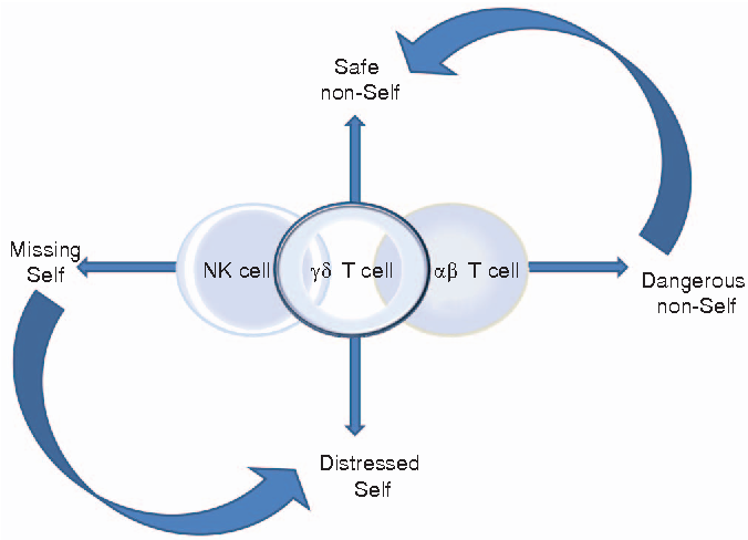 676x488 Defining The Nature Of Human T Cells A Biographical Sketch Of - Human Cell Sketch