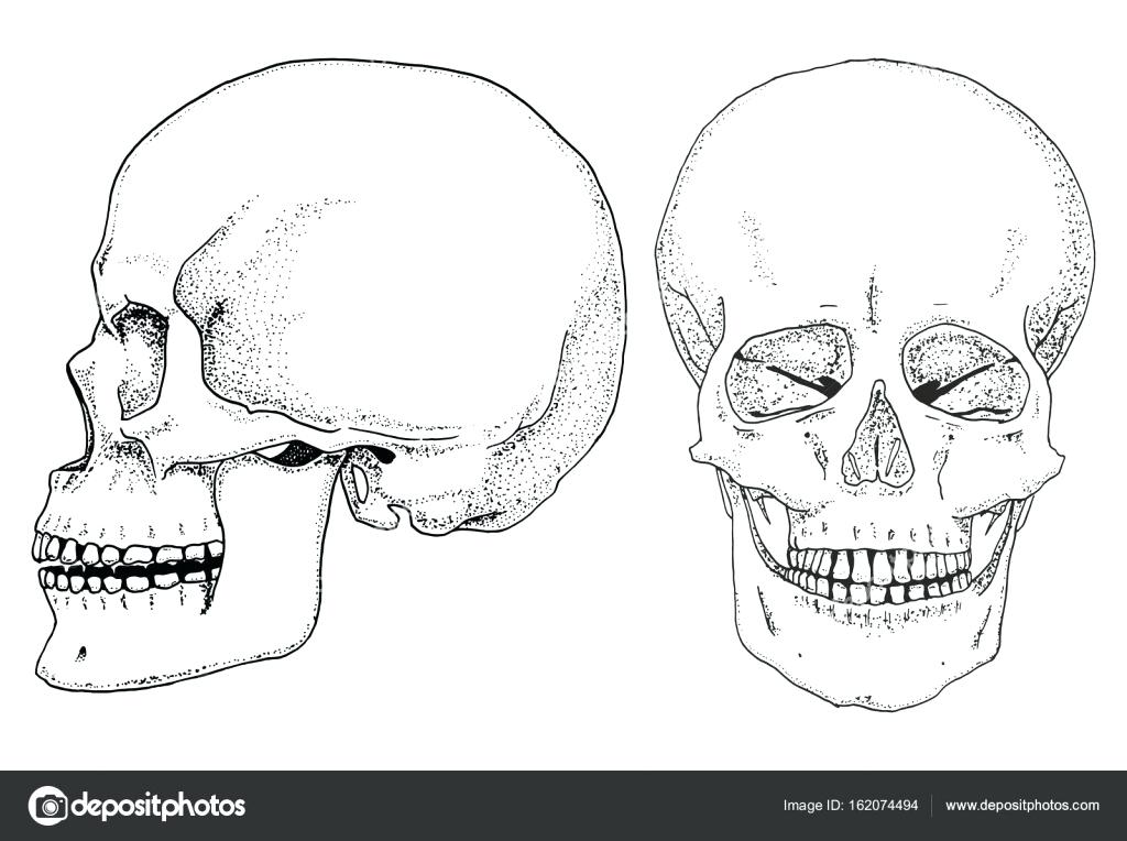 1024x764 Diagram Of Human Face - Human Cell Sketch