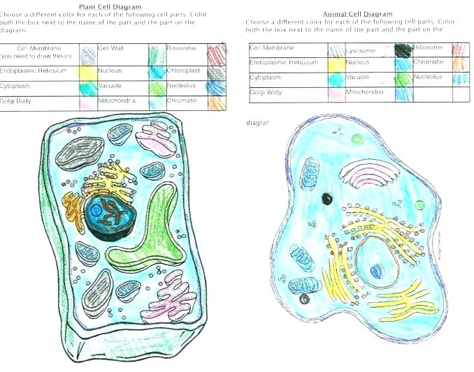 678x533 Human Cell Coloring - Human Cell Sketch
