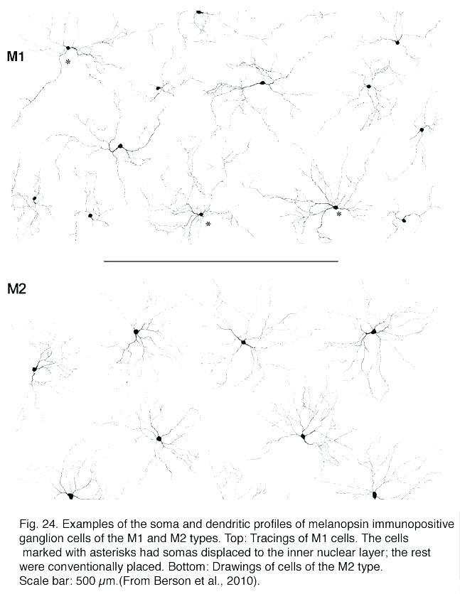 647x836 Human Cell Coloring - Human Cell Sketch