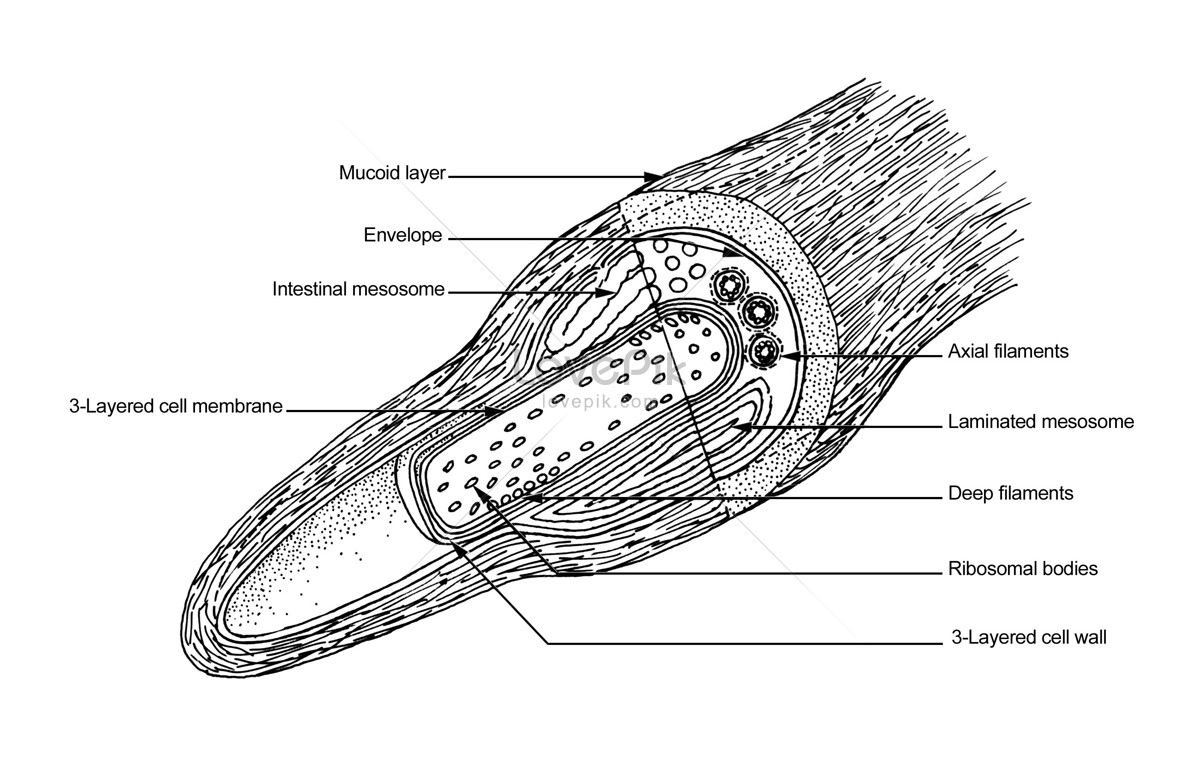 1200x762 Human Cell Tissue Photo Image Picture Free Download - Human Cell Sketch