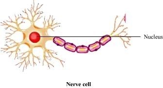 335x181 Make A Sketch Of The Human Nerve Cell What Function Do Nerve Cells - Human Cell Sketch