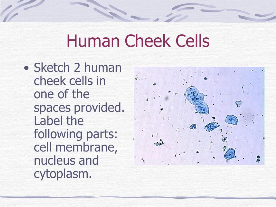 960x720 Make Up Cell Lab Obtain A Copy Of The Lab From Your Teacher And - Human Cell Sketch