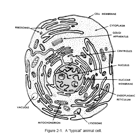 Human Cell Sketch at PaintingValley.com | Explore collection of Human ...