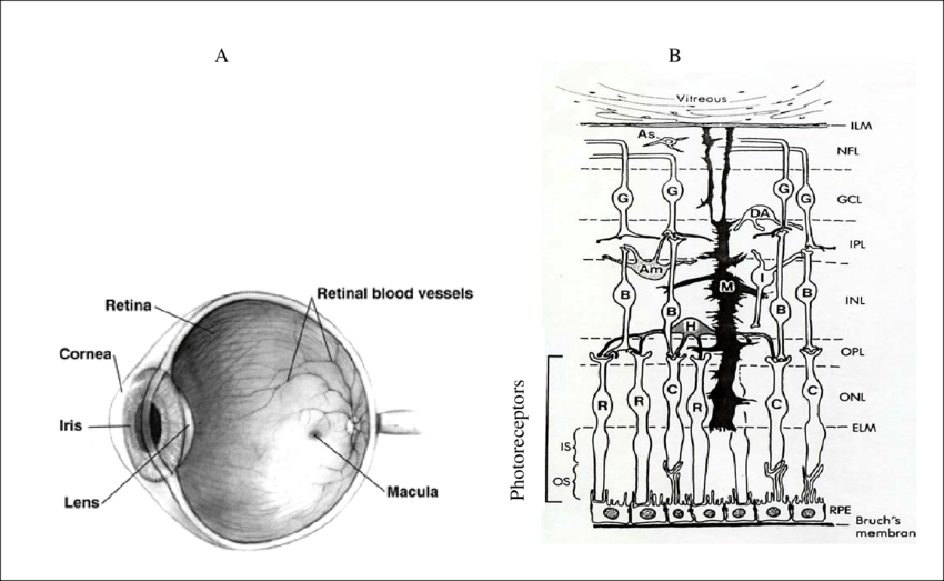 850x523 Schematic Diagram Of The Human Eye Showing The Macula, And Major - Human Cell Sketch