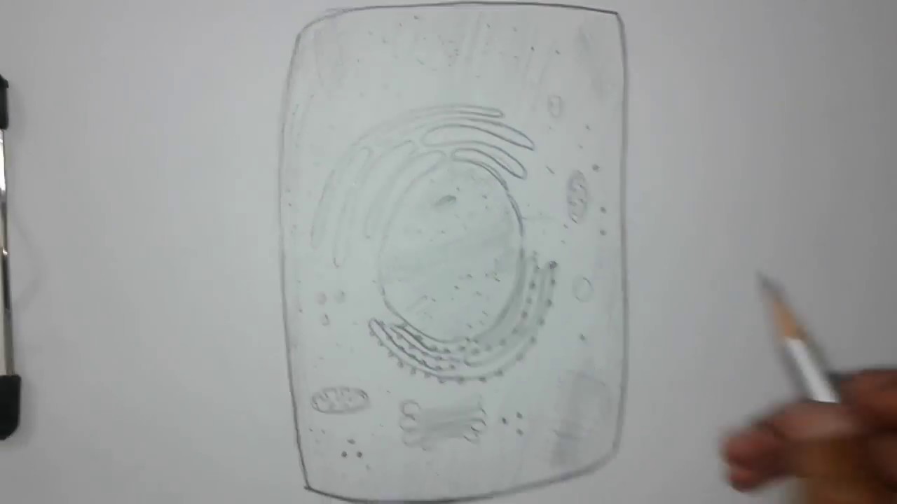 1280x720 Structure Of Human Cell - Human Cell Sketch