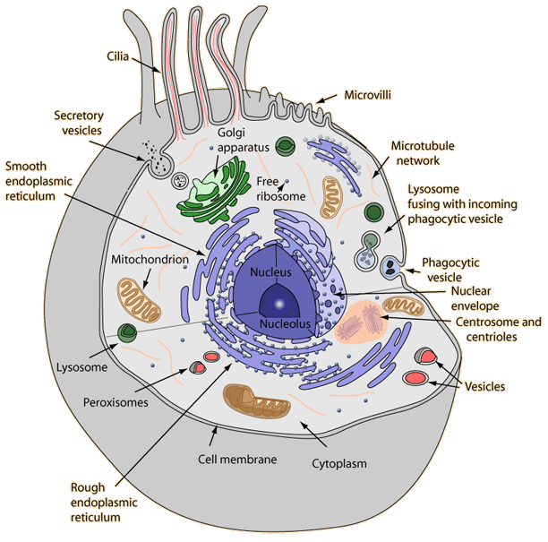 612x605 The Cell - Human Cell Sketch