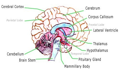 500x314 Draw The Sketch Of Human Brain And Label Midbrain And Pituitary - Human Cell Sketch