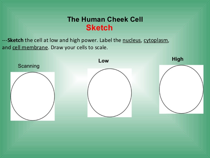 728x546 Biology Cell Structure Function - Human Cell Sketch