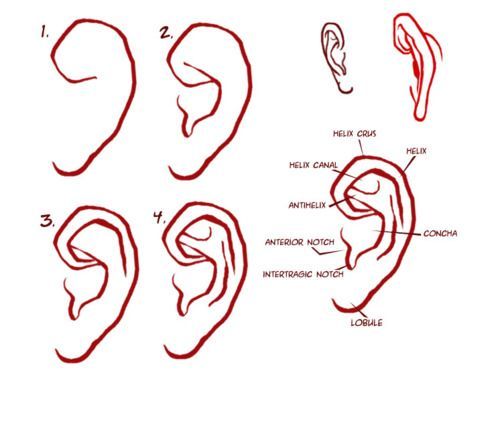 500x434 How To Draw Human Ear Diagram Easily - Human Ear Sketch