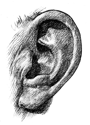 359x500 Human Ear - Human Ear Sketch