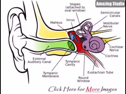 480x360 Human Ear Diagram Model - Human Ear Sketch