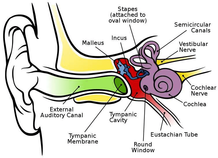 755x546 Human Ear Diagram Model - Human Ear Sketch