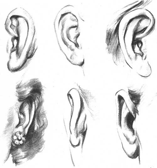 500x536 Human Ear Drawing Front - Human Ear Sketch